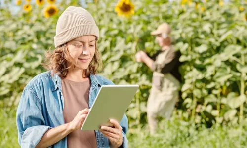 Mulher usando um tablet em uma plantação de girassóis